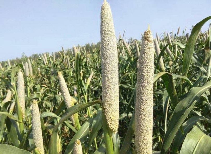 Okashana köles, Pennisetum glaucum, amaránt, gabona